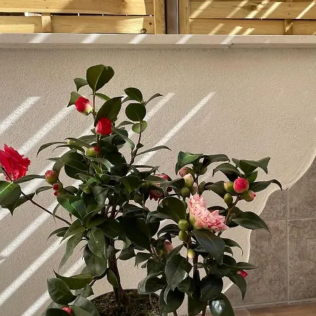 Pensión Ateneo Cuenca